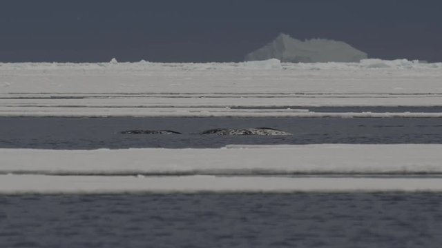 Slow motion - narwhals bubble and spray between ice floes