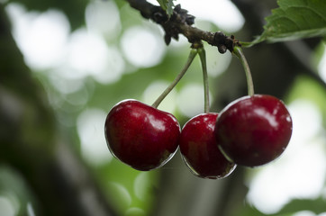 Cherry with leaf in nature