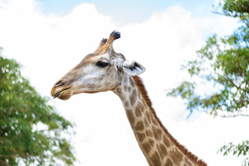 closeup giraffe head