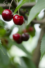Cherry with leaf in nature