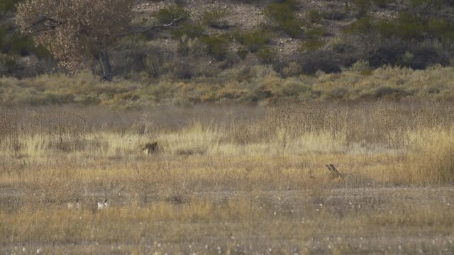Coyotes Meet in Tall Grass Behind Swimming Ducks