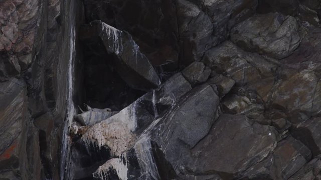 Close up of Gyre Falcon on nest in cliff crevice