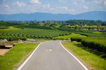 Fototapeta na wymiar Green tea field with blue sky