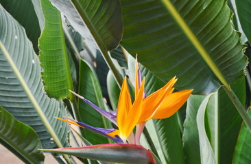 bird of paradise blooming in garden
