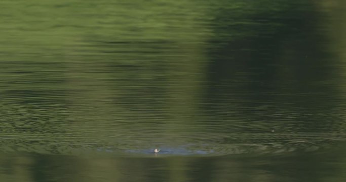 Medium caddis swimming back and forth on the calm waters of Yellowstone pond