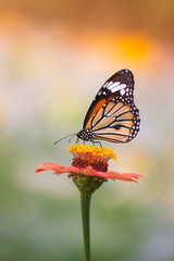 Natural Butterflies and Flowers