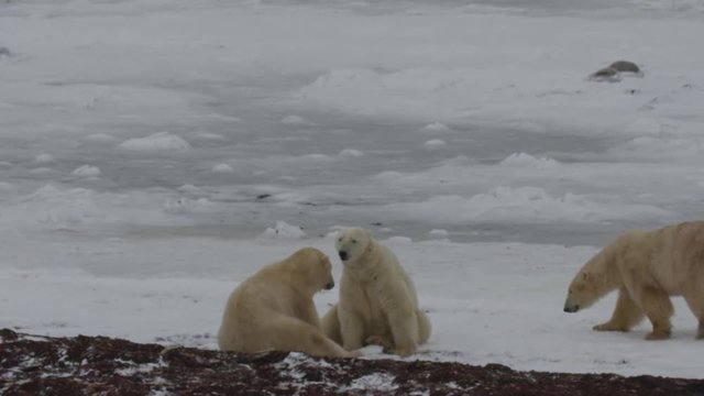 Slow motion - pair of polar bears joined by third on icy arctic coast and play