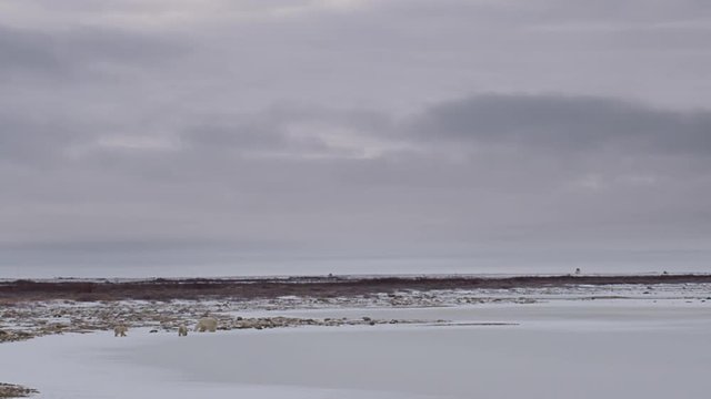 Wide polar bear family working its way along frozen arctic coast