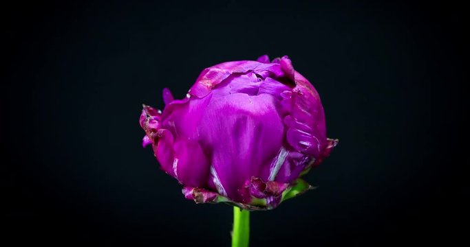 Peony Blooming Time Lapse. Studio Footage on a black background.