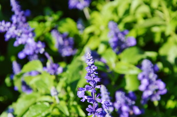 Fototapeta premium purple Salvia spiky lavender blooming in field