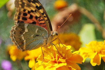 бабочка на  цветку , бабочка.  цветы . 