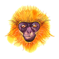 Watercolor golden langur on white background