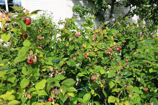 Ripe red raspberries on the bush in summer in Sweden, Scandinavia