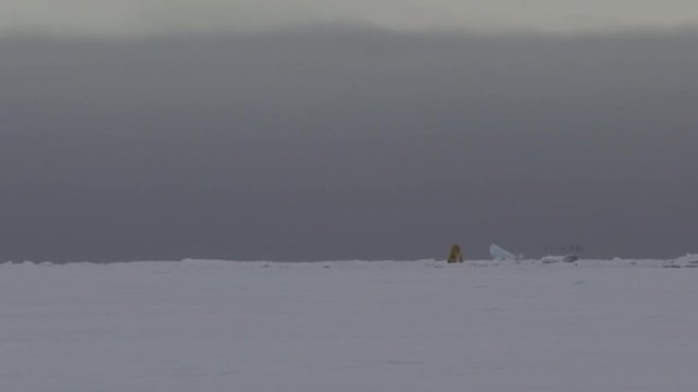 Polar bear walks away across sea ice while birds fly over