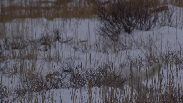 White phase arctic fox hunts voles in polar snow and grass