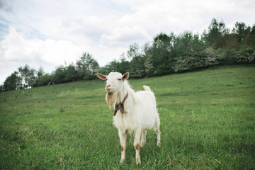 goat in a field in the village