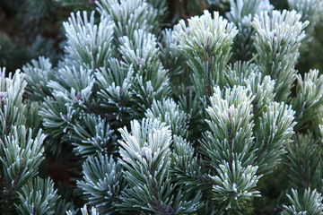 Naklejka na ściany i meble Winter frost on pine, christmas tree close-up