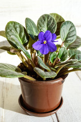 Houseplant a violet with purple flower in a brown pot on a white background