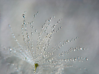 Abstract macro photo of dandelion seed with water drops.