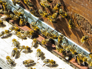 Honey bees at the entrance to their beehive