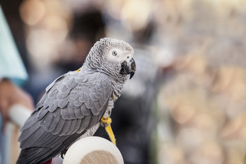 African gray parrot, gray parrot or Congo African gray parrot (Psittacus erithacus), also named jaco (jaquot) against blurred street background. Selective focus