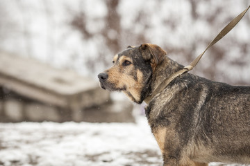 not thoroughbred dog with leash and with his owner outside walking in winter. selective focus