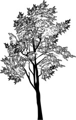 black pine large single sketch on white