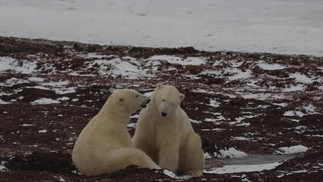 Slow motion - fighting polar bears bite and wrestle on snowy kelp beach