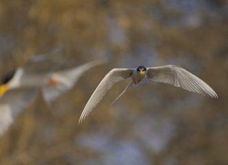 Bird-river tern  flying