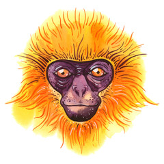 Vector watercolor golden langur on white background