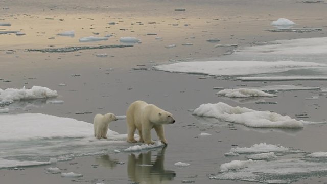 Slow motion - medium of polar bear and cub on ice edge with reflection