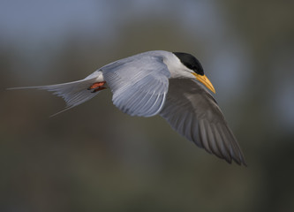 Bird-river tern  flying