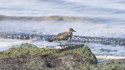 Ruddy Turnstone, Arenaria interpres, searching for food in seaweed at sea shoreline, close-up portrait, selective focus, shallow DOF