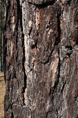 background texture of tree