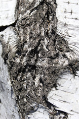 background texture of birch