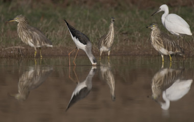 Flock Of birds
