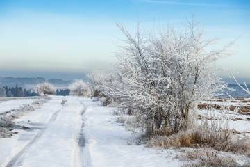 Frozen trees and path in the snow. Beautiful white winter.