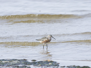 Curlew Sandpiper, Calidris feruginea, at sea shoreline searching for food, close-up portrait in tide, selective focus, shallow DOF