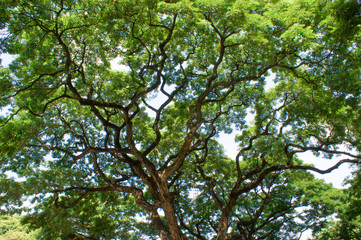 Tree branch with vivid green leafs.