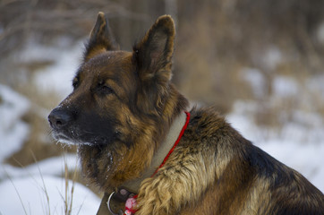 Dog breed 