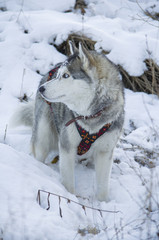 Dog breed "Husky" walking in a winter forest.