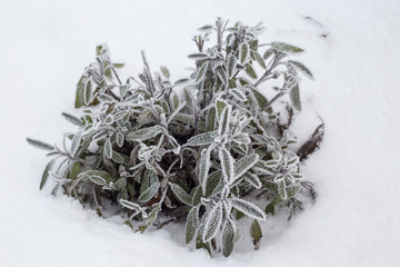 Sage plant leaf covered with frost and ice crystals. Winter gree