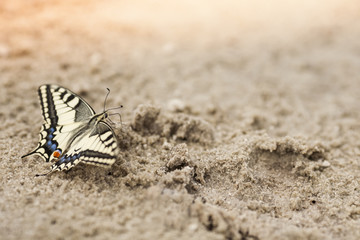 Swallowtail butterfly (Papilio machaon) on sand in in natural habitat, selective focus