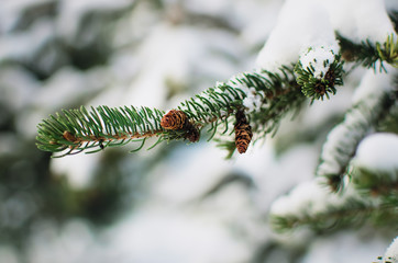Naklejka na ściany i meble Pine branch with cones in the snow - Christmas Holidays Background