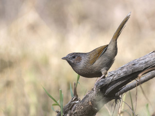 Streaked laughing thrush 