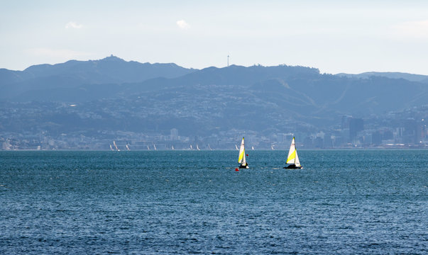 Yacht Race In Wellington Harbour, New Zealand