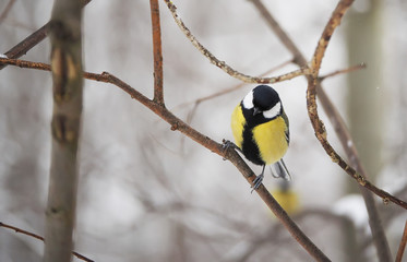 titmouse in the winter forest