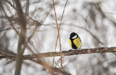 Naklejka premium titmouse in the winter forest