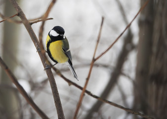 Naklejka premium titmouse in the winter forest