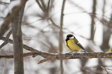 Naklejka premium titmouse in the winter forest